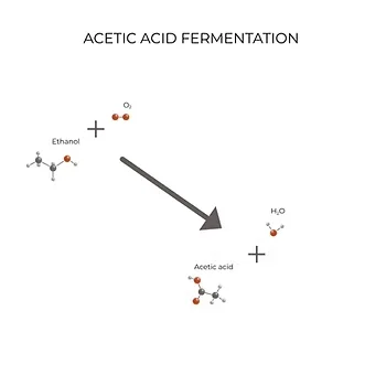Diagram of acetic acid fermentation: ethanol and oxygen converted into acetic acid and water