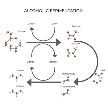 Diagram of alcoholic fermentation: glucose converted into ethanol and carbon dioxide