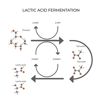 Diagram of lactic acid fermentation: glucose converted into lactic acid