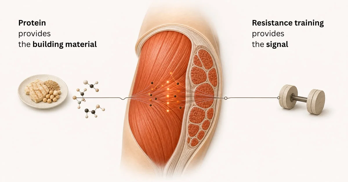 Diagram showing protein as the building material and resistance training as the signal for muscle growth