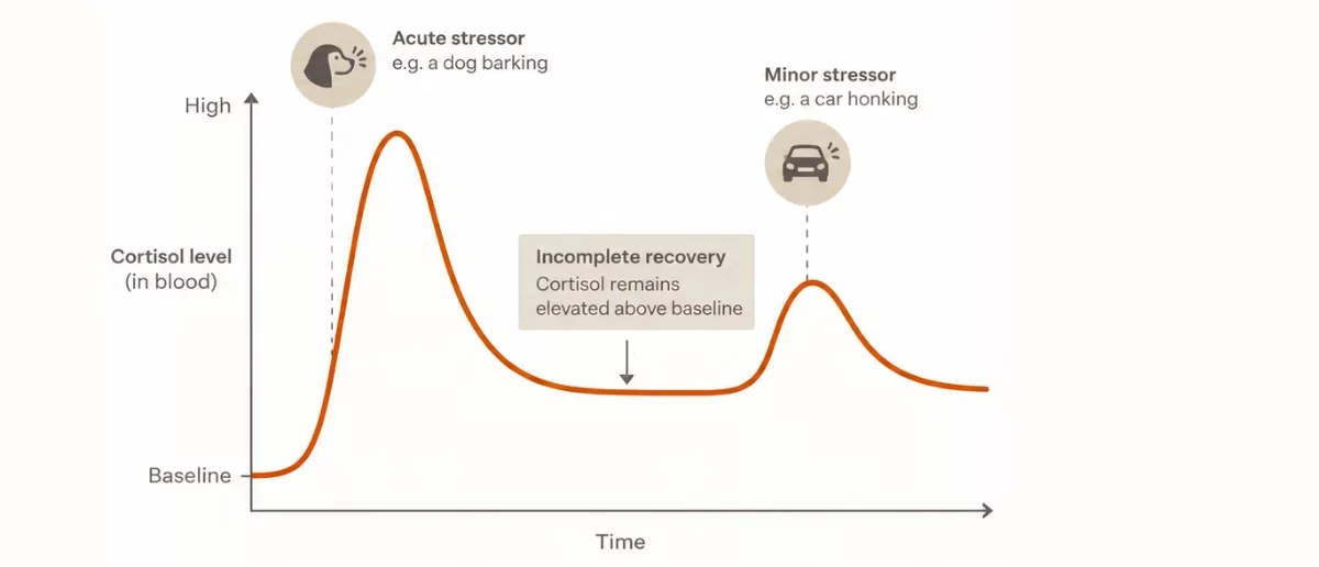 Two cortisol curves over time: one sharp peak that fully returns to baseline, and one with a secondary rise after a minor stressor