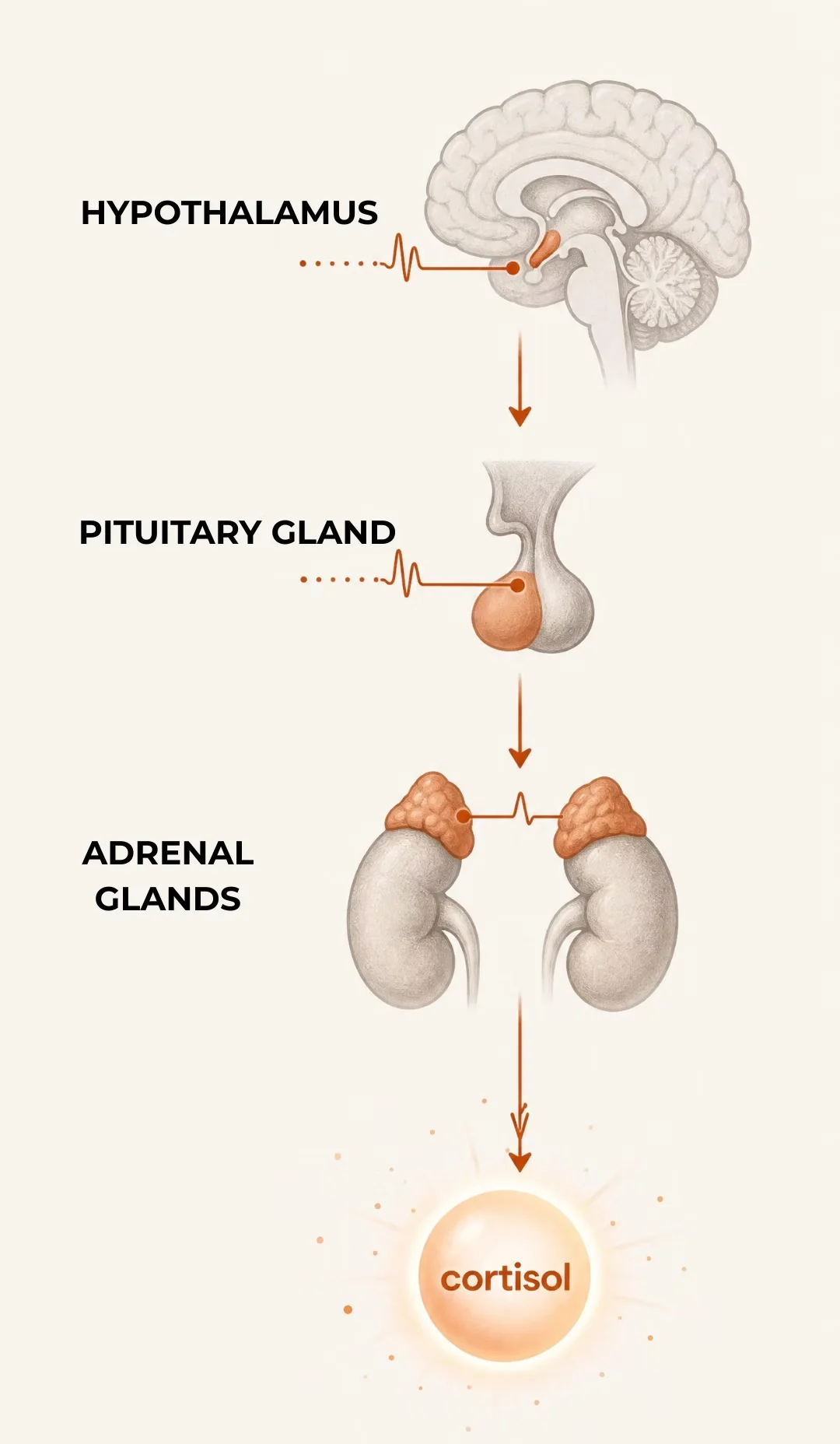 Diagram of the HPA axis: hypothalamus, pituitary gland and adrenal glands releasing cortisol