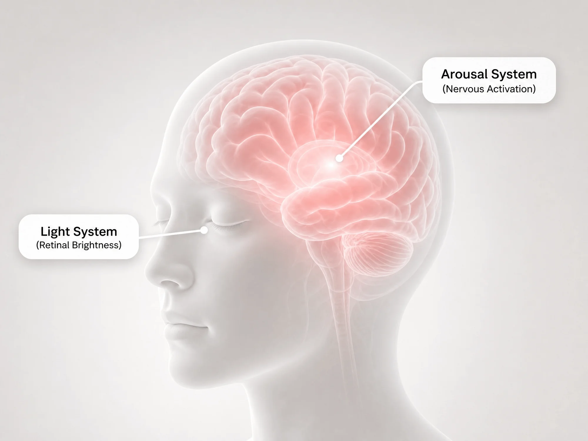 Diagram of the head showing the light system through retinal brightness and the arousal system of nervous activation