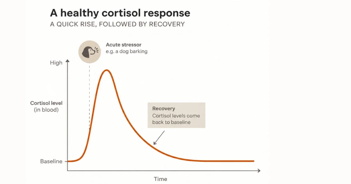 A healthy cortisol response curve: a rapid rise, a peak and a return to baseline