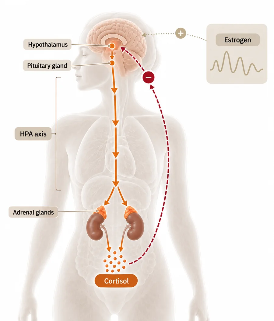 Diagram of the HPA axis and the fast stress response, with estrogen influencing both