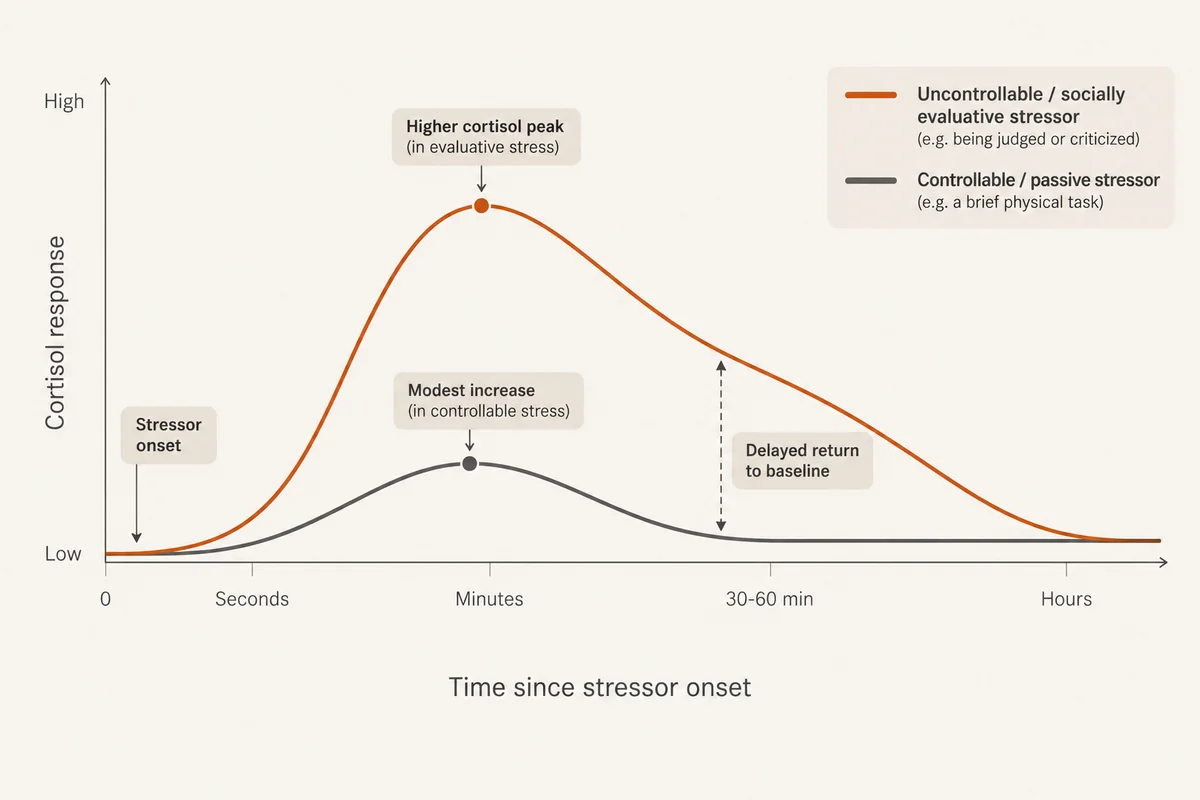 Graph comparing a small stressor and a large stressor with their cortisol responses
