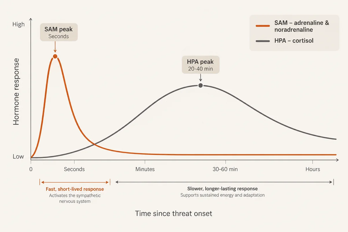 Graph comparing the fast adrenaline response with the slower cortisol response over time