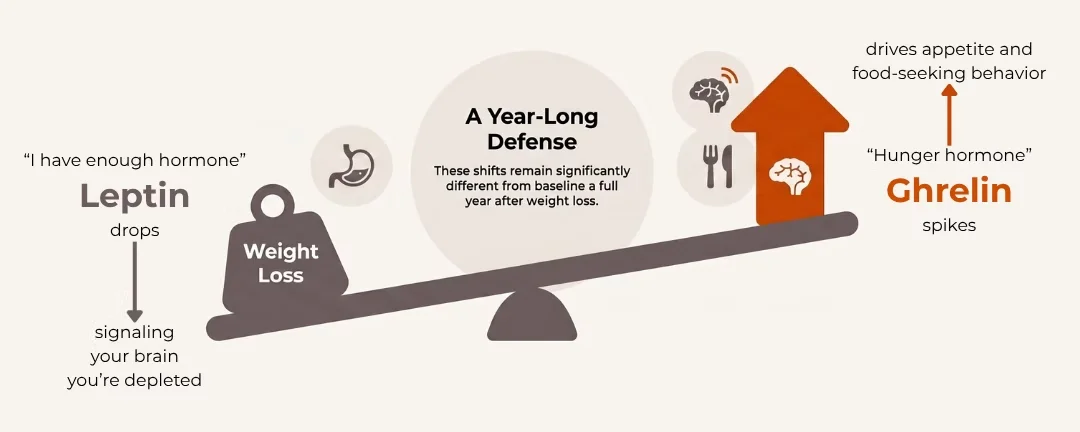 Illustration of a balance scale where leptin drops and ghrelin rises after weight loss